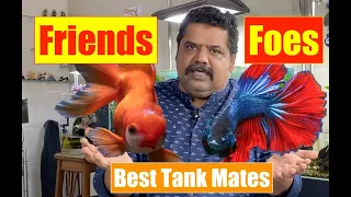 BEST TANK MATES | How to choose the perfect fish tank mates for your aquarium | Aquarium Fish 4K