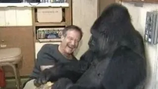 Koko the Gorilla meets Robin Williams