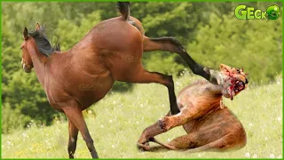 The Painful Moment Of The Lion King's Failed Horse Hunt Was Captured On Camera | Wild Animals