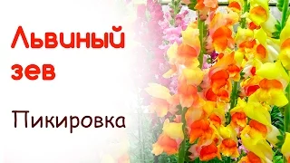 Пикируем сеянцы львиного зева