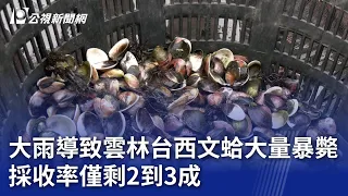 大雨導致雲林台西文蛤大量暴斃 採收率僅剩2到3成｜20240520 公視晚間新聞