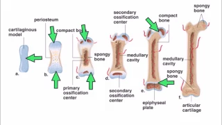 6.   Ossification