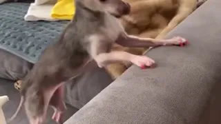 Dog Excitedly Taps Paws Simultaneously on Couch to Make Owner Pick Her Up - 1101932