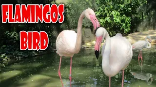 Pink Flamingo Birds In The Zoo | Hand Feeding Flamingos | Pink Flamingos Animal Eating Video