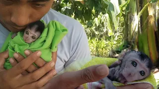 BABY ACIL MONKEYS ARE VERY ADORABLE AFTER BATHING