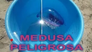 Carabela portuguesa medusa  mortal  , dangerous or deadly jellyfish