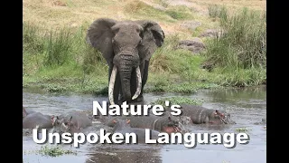 Amazing Elephant Encounter: Navigating a Hippo Pool in Tanzania's Ngorongoro Crater