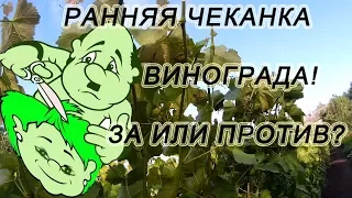 🍇 Как и когда чеканить виноград. Зелёные операции. Укорачивание побегов винограда.