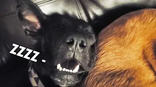 Funny Dog Sleeping Snoring  The End Result After Playing Fetch for THREE HOURS!