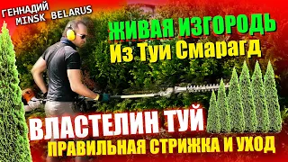 ЖИВАЯ ИЗГОРОДЬ из ТУИ | СЕКРЕТЫ и УХОД |@VLASTELIN_MINSK  | CТРИГУ ТУИ СМАРАГД |Минск | Belarus