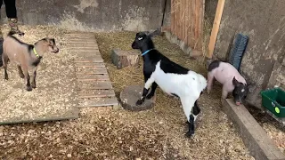 Pig meeting his goat friends