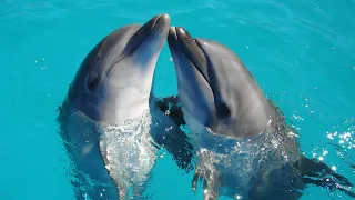 4K - Amazing Dolphins Funny and Cute Dolphin Videos Compilation |  RoundsTube