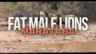 Fat Male Lions | Safari Journal | Marataba | South Africa