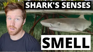 SHARK SENSES - The sense of SMELL! Can sharks smell blood from miles away? How good is their smell?