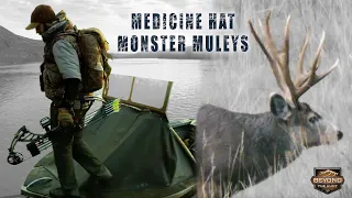 Medicine Hat MONSTER MULEYS