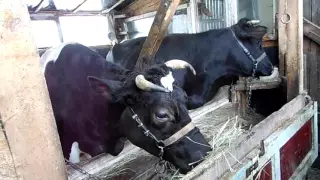 практика запуска коров