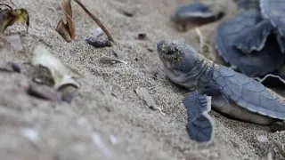 Climate change threatens endangered sea turtles in Cyprus