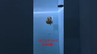 泳ぐウミウシに迫る喜劇