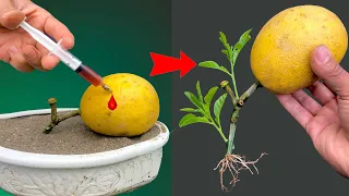 Synthesize the best techniques to grow fast growing orange trees