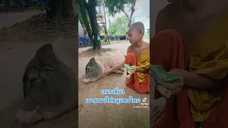 เณรเดี่ยวเอาขนมให้หมูแตงไทย