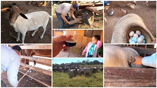 DIA DE LIDA| TIRANDO ARAME PR&SO NO PÉ DO CAVALO|FECHANDO E VACINANDO GADO|COLOCANDO PNEU NA CARRETA