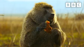 Baboon braves beehive in search for honey | Serengeti - BBC
