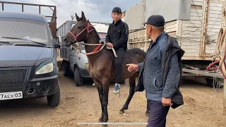 Шымкент Мал Базар. Жылкы Айғыр Бие Тай Байтал  Құнан 22.05.2024