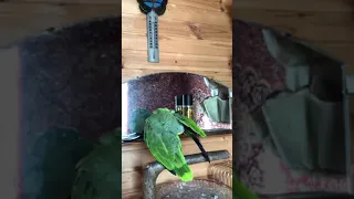 Parrot,Венесуэльский амазон,чистит перышки.