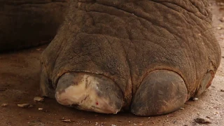 A male elephant has a nasty crack in his nail - Elephant Conservation Center -