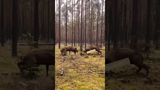 Схватка оленей. Пришлось  вмешаться.