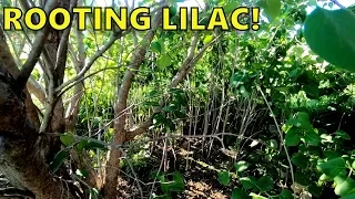 Propagating (Rooting) Common Lilac From Softwood Cuttings