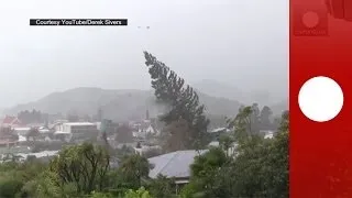 Caught on camera: Strong winds uproot giant tree in New Zealand