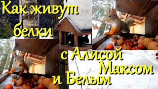 Алиса лиса. Белки с лисой и собаками (Squirrels along with fox and dogs).