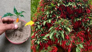 Simple method of growing chili tree with Aloe vera || propagation of chili tree at home