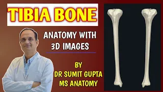 TIBIA BONE ANATOMY