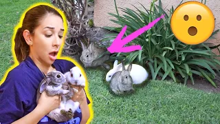 RESCUING BABY BUNNIES STUCK UNDER A HOUSE! 😱😭