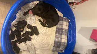 The mom dog and her puppies who were found dumped in a parking lot