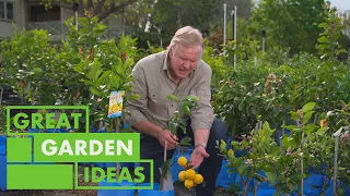 How to Grow and Care For Citrus Plants | GARDEN | Great Home Ideas