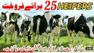 HF HEIFERS FOR SALE 0307 9364016 || M Rao sale point