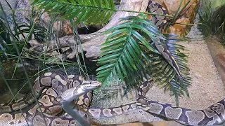 Footage of Snakes