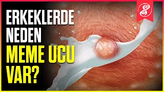 Sperm Kıyameti: Erkekler YOK OLABİLİR mi? | Erkeklerde Neden Meme Ucu Var?