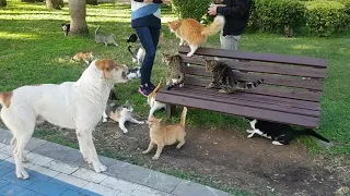 Wild cats attacking dog