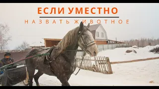 Орловский рысак - талисман Алтая