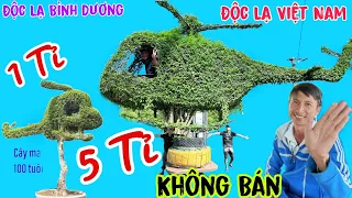 Nóng Xuất Hiện chiếc máy bay làm bằng hoa mai chiến thủy lớn nhất Việt Nam có thể Chở người tết 2024