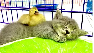 Little kitten sleeps sweetly with duckling