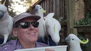 Super cute wild cockatoos!