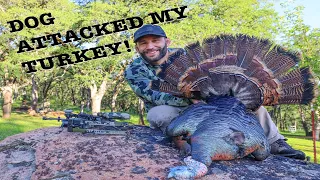 CHAD MENDES ARROWS A TURKEY THEN DOG ATTACKS IT!!!