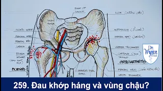 # 259. Đau khớp háng và vùng chậu: các lý do hay gặp và cách chữa trị