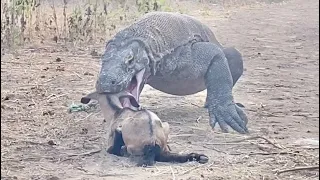 This Is a Very Real Thing He Found When a Komodo Dragon Attacked a Baby Goat