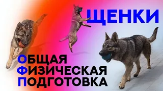 Воспитание щенка. Общая физическая подготовка. Puppy training.